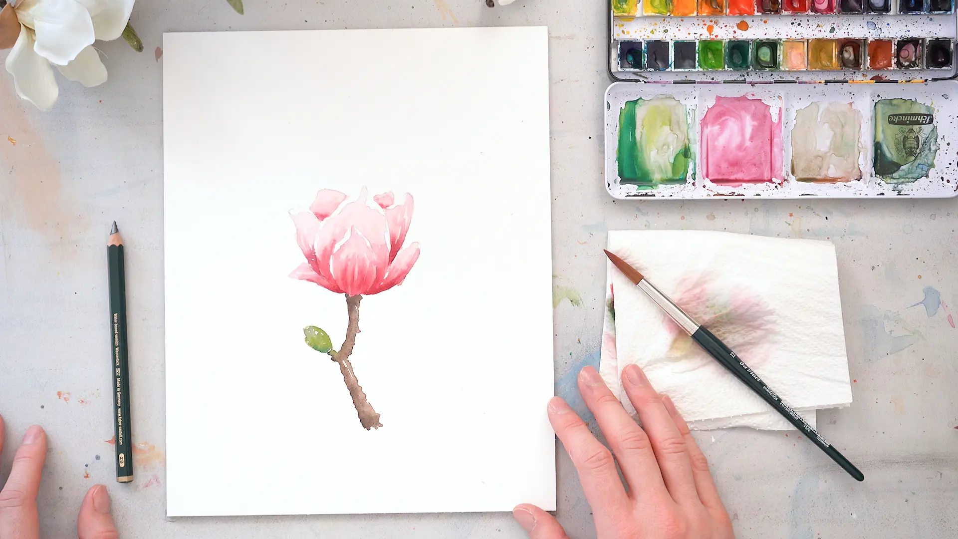 Magnolie Abbildung