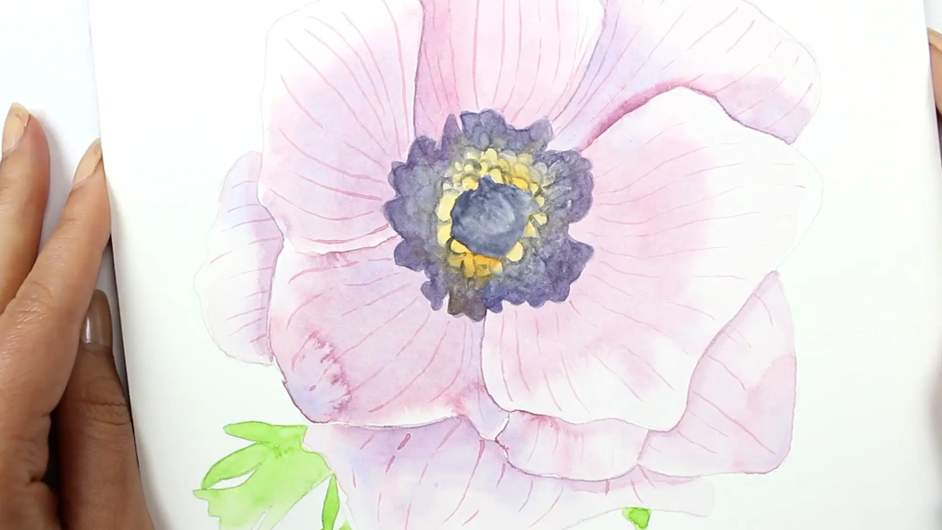 Anemone Abbildung