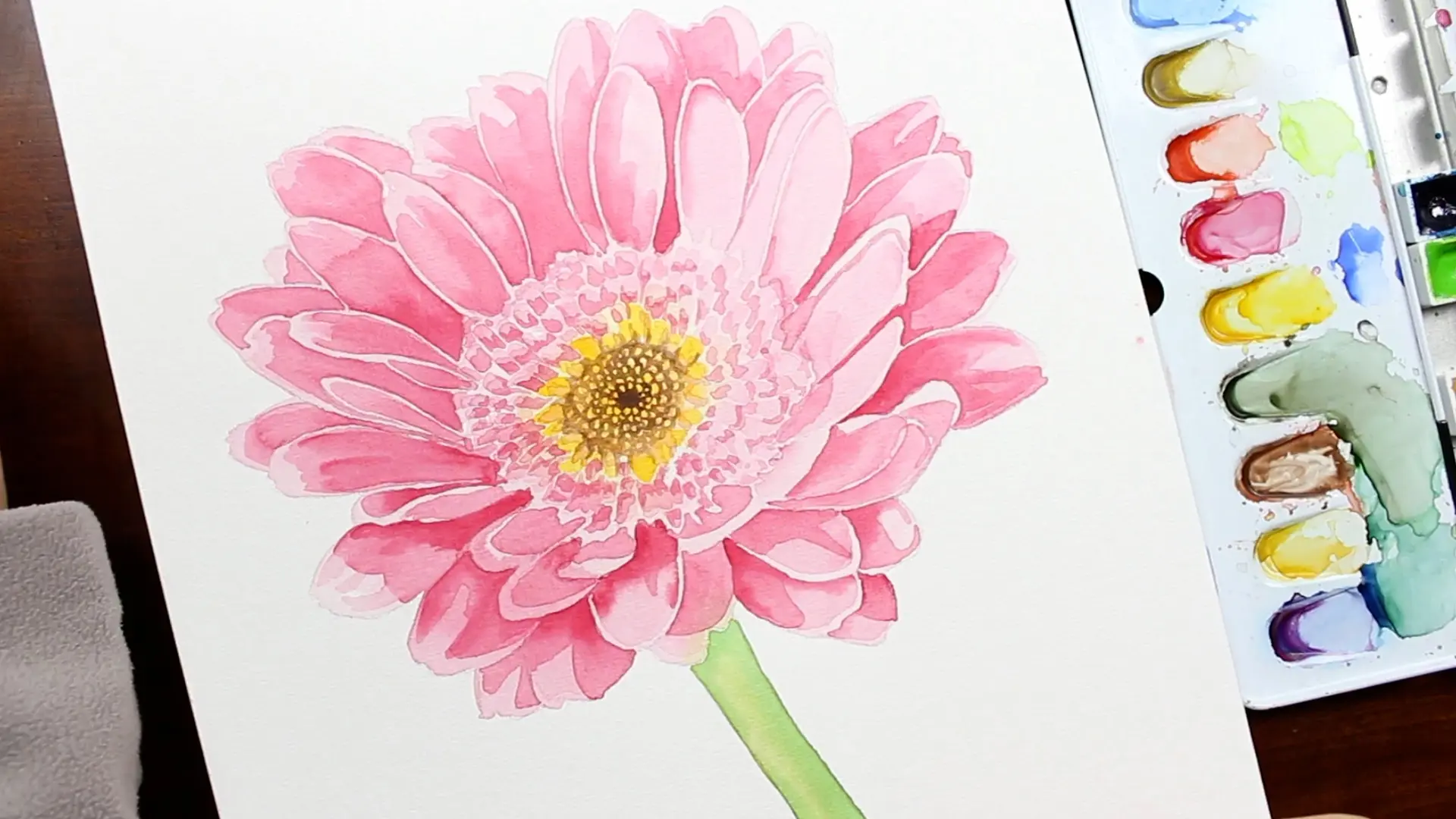 Gerbera Abbildung